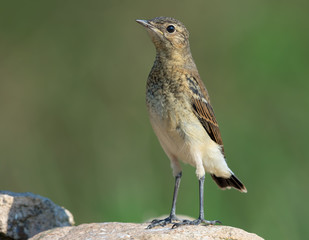 Young Northern Wheatear stands upright on rock in summer breeding time