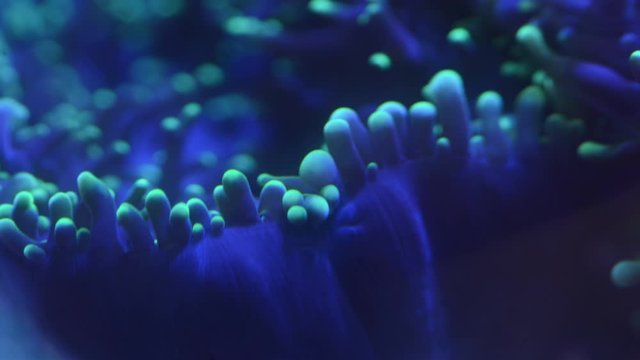 Green hairy mushroom coral