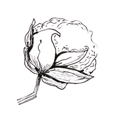Hand drawn Christmas plants