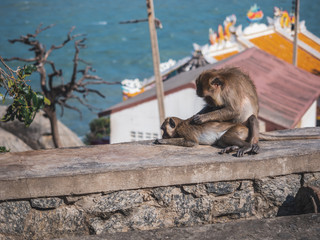 The mother monkey was sitting and searching for and eliminating the baby's insects by the sea. Makes the baby monkey comfortable and without disturbing insects