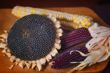 Sunflower head with white and purple corn