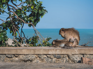 The mother monkey was sitting and searching for and eliminating the baby's insects by the sea....