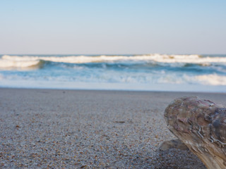 Shells that were blown over by the sea and the waves on the beach