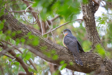 Red Chested Cuckoo