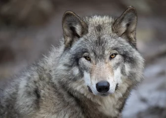 Poster Een eenzaam Timber wolf of Grey Wolf Canis lupus portret in de winter in Canada © Jim Cumming