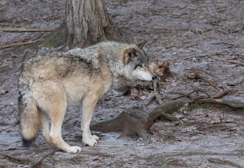 A lone Timber wolf or Grey Wolf Canis lupus walking through the forest on an autumn day in Canada