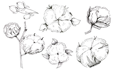 Hand drawn Christmas plants.