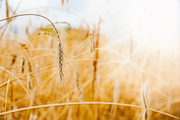 Ripening ears of wheat. Beautiful sunset in a sunny summer day.