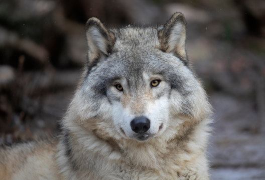 A lone Timber wolf or Grey Wolf Canis lupus portrait in the winter in Canada