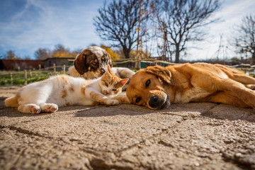 dog and cat play together. cat and dog lying outside in the yard. kitten sucks dog breast milk. dog and cat best friends. love between animals.