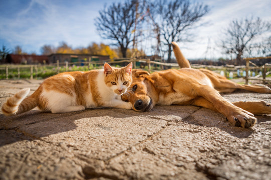 Dog And Cat Play Together. Cat And Dog Lying Outside In The Yard. Kitten Sucks Dog Breast Milk. Dog And Cat Best Friends. Love Between Animals.