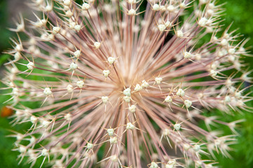 Close-up of Giang onion (Allium giganteum) flower