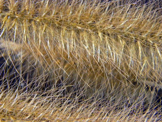 reed isolated on black background