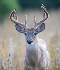 A wild White-tailed deer buck with velvet antlers on an early morning in summer in Canada	