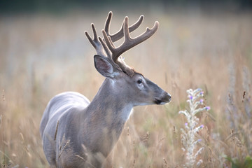 A wild White-tailed deer buck with velvet antlers on an early morning in summer in Canada	