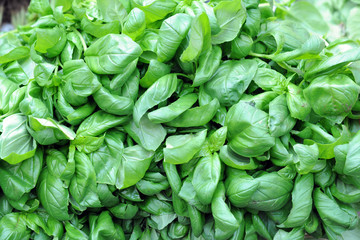 seasonal fruit and vegetables - shopping at the market - Ligurian basil to make pesto