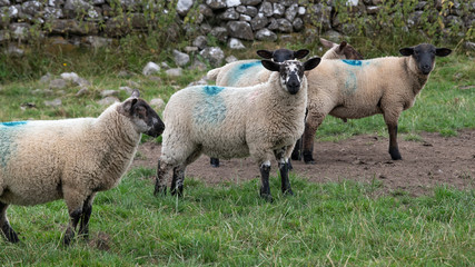 Sheep on a farm, Tuam, County Galway, Ireland