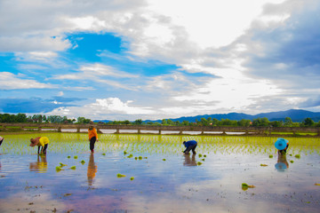 Farmers planting rice by transplanting rice seedlings. selective focus.