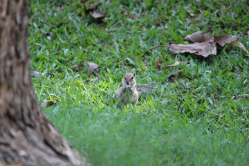squirrel posing for a shot