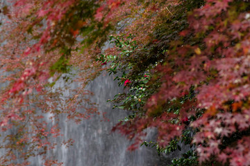 紅葉とサザンカの咲く滝の風景