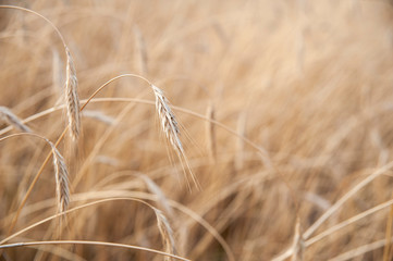 Ripening ears of wheat. Beautiful sunset in a sunny summer day.