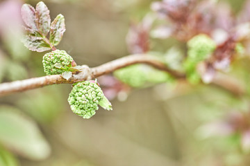 sambucus is blooming. green flower blooms in spring.