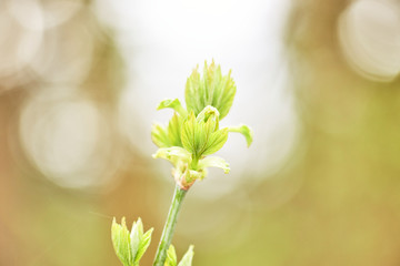 young trees bloom in spring. buds of branches