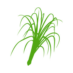 lemongrass Vector rose geranium flower flat vector on white background