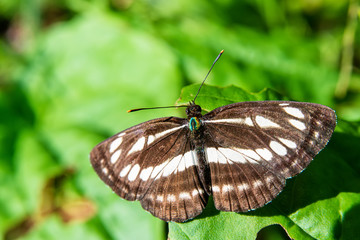 Beautiful butterfly on the leaf
