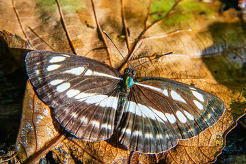 Beautiful butterfly on the leaf