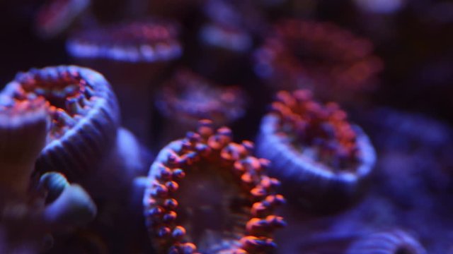 Utter chaos zoa corals