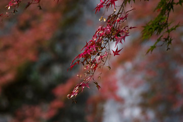 滝と紅葉