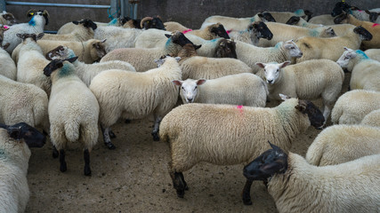Flock of sheep in farm, Crossmolina, County Mayo, Ireland