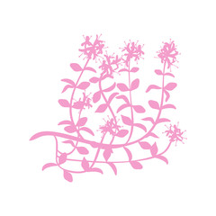 Watercolor thyme. Hand draw branches of thyme illustration. Herbs vector object isolated flat vector on white background illustration