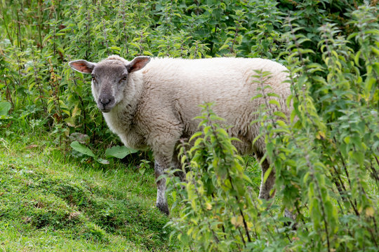 Sheep on a farm, Castlebar, County Mayo, Ireland