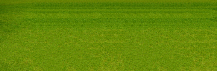 Green lawn pattern and texture background. Close-up.