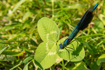Beautiful blue dragonfly on grass