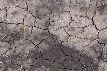 Global warming drought. Creative cracks in the ground