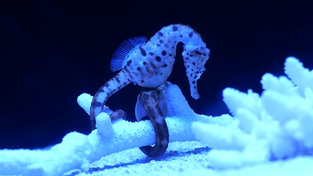 タツノオトシゴ