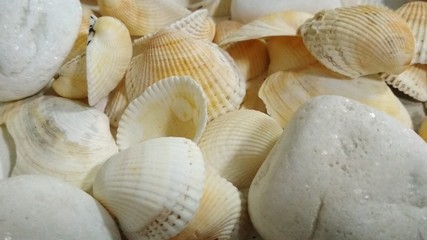 sea shells on a background