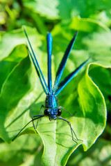 Beautiful blue dragonfly on grass