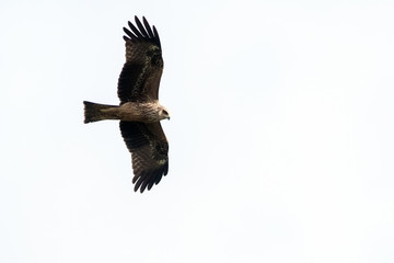 Milvus migrans (Black Kite), Crete