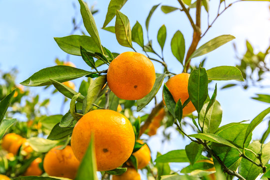 Ripe orange in the orange garden