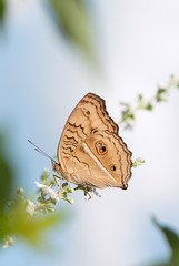 Peacock Pansy butterfly (Junonia Almana) with wings closed