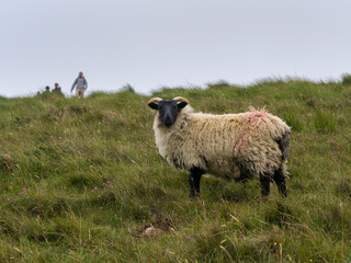 Sheep in a hillside, Achill Head Hike, Achill Island, County Mayo, Ireland