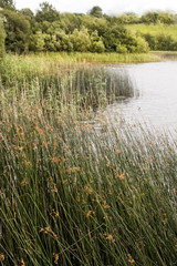 quiet lake on a very sunny day