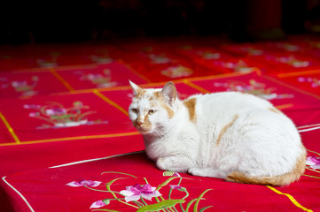 White cat sitting on prayer cushions at the Jade Buddha Temple, Shanghai, China