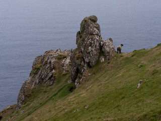 Sheep on the coast, Achill Head Hike, Achill Island, County Mayo, Ireland