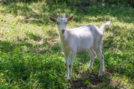White goat standing on grass