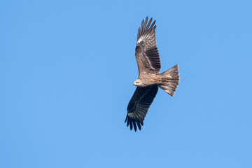 Milvus migrans (Black Kite), Crete